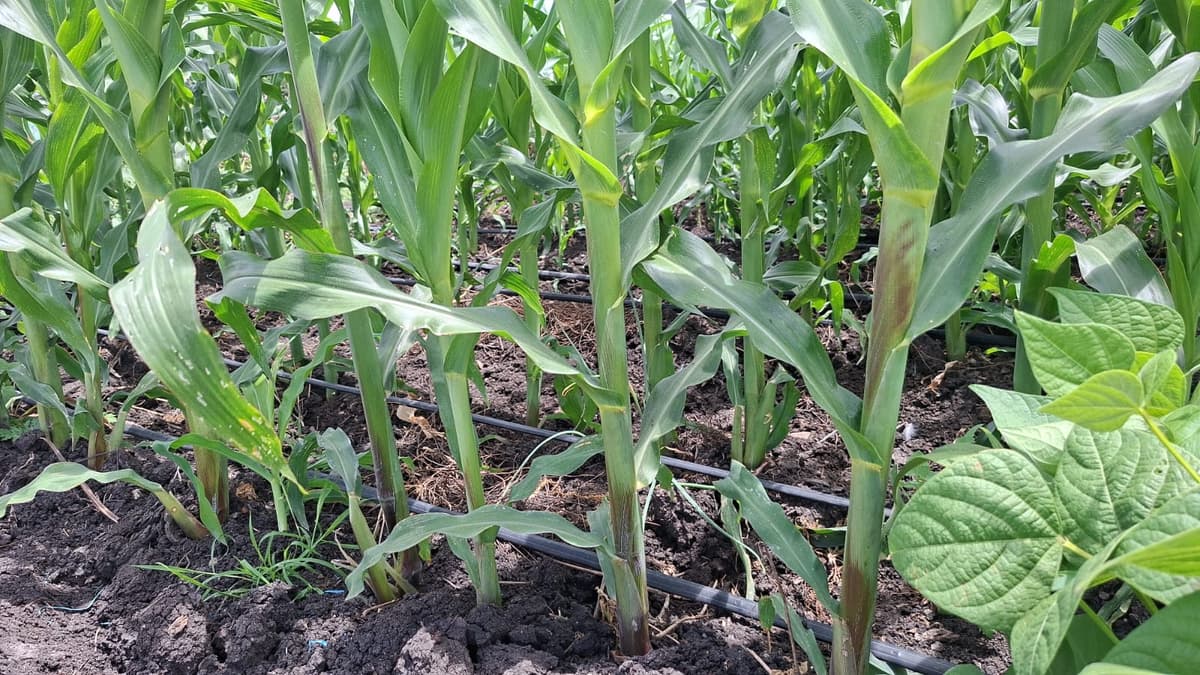 Drip-irrigated maize and beans demonstrating climate-smart practices.