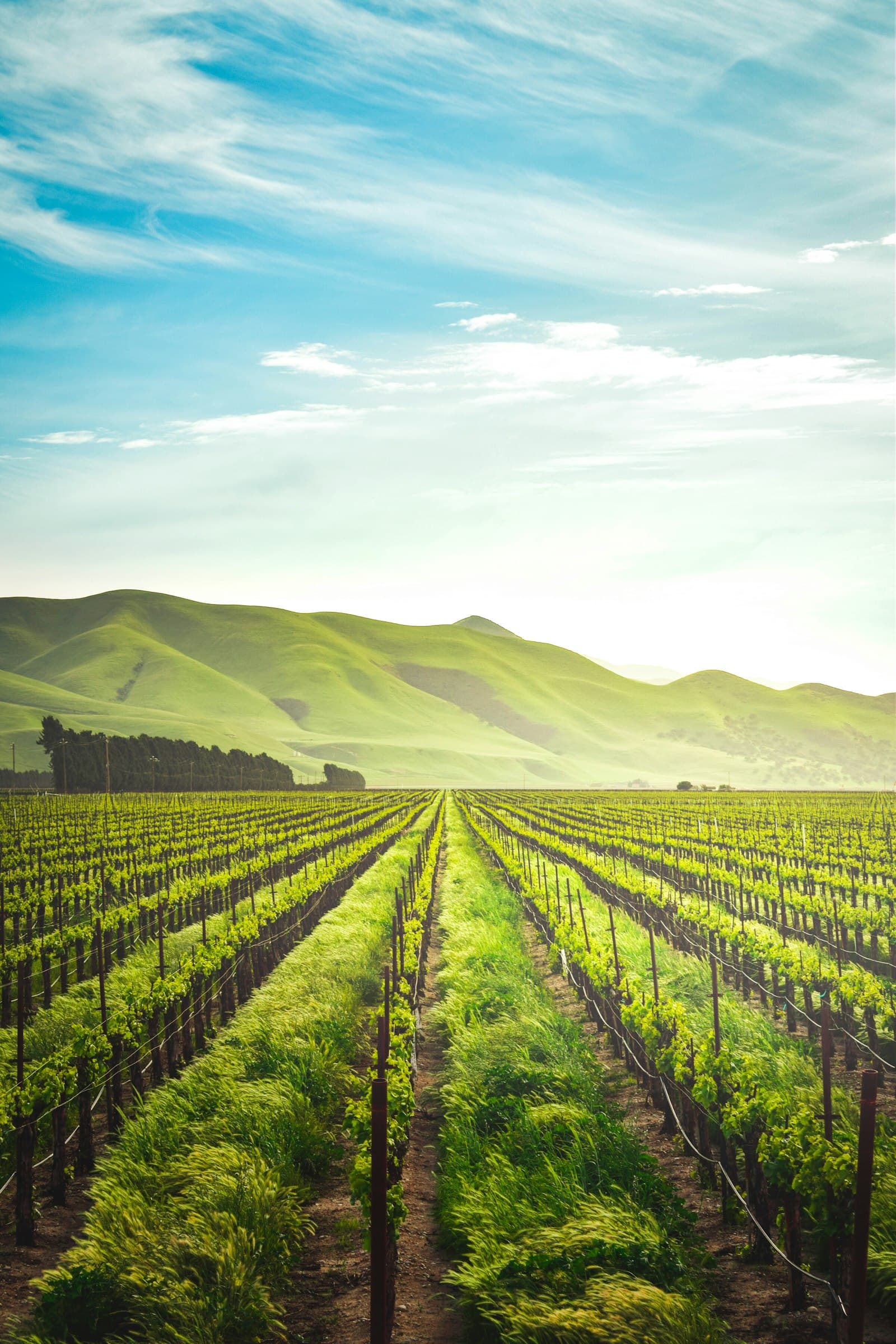 Cultivated crop rows stretching toward green hills