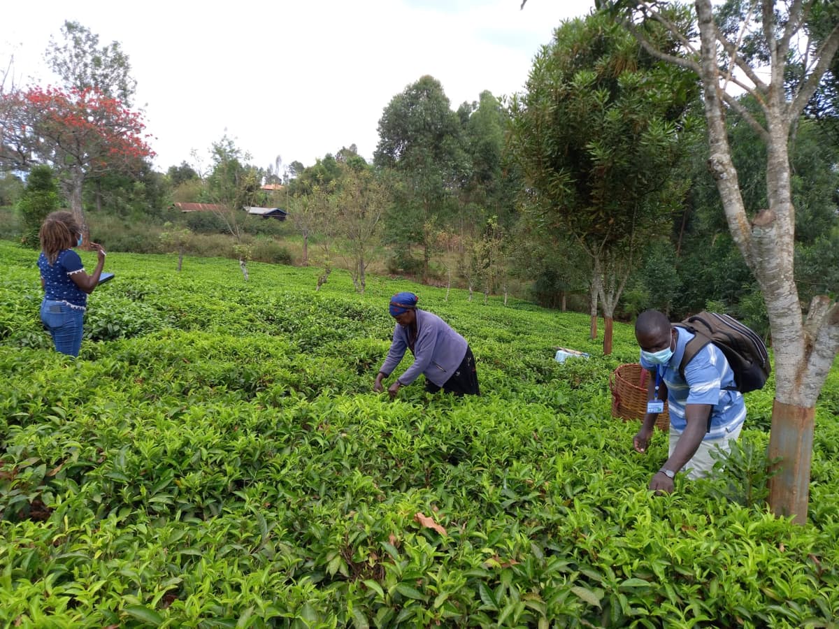 Field monitoring visit to a smallholder tea farm in Meru County.