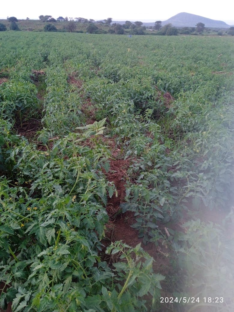 Crop monitoring on a tomato farming site under the Restore Africa programme.