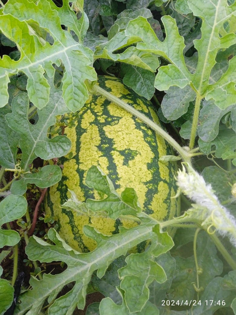 Horticulture crop monitoring documenting watermelon production.